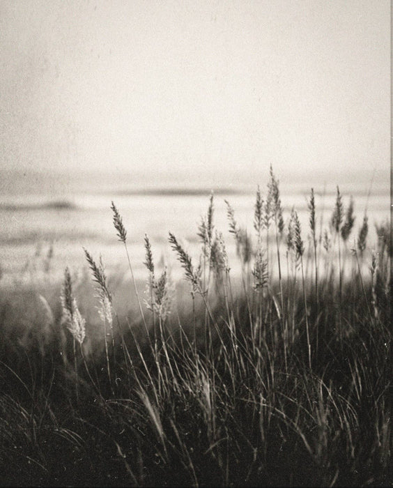 COASTAL GRASS Hand Cream
