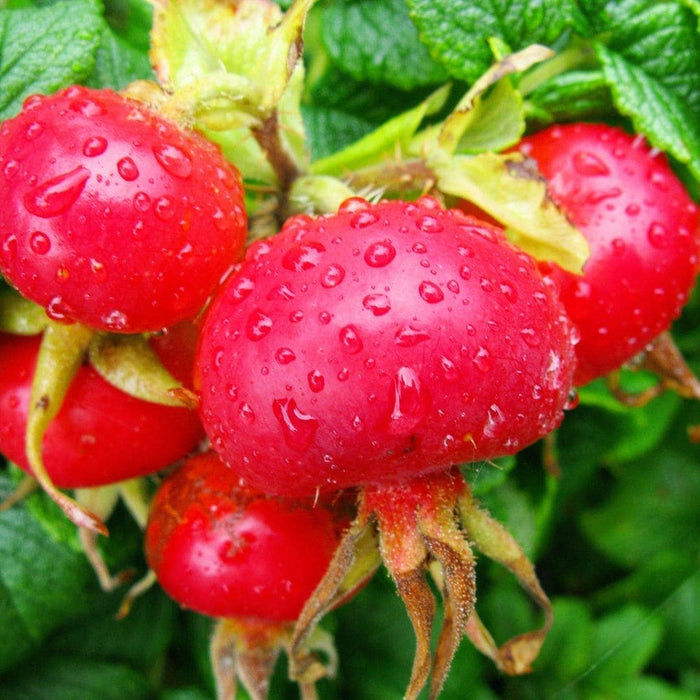 Rosehip Oil, 100% Organic