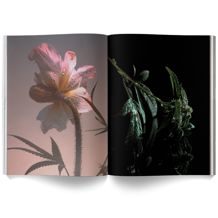 A Weed is a Flower Coffee Table Book