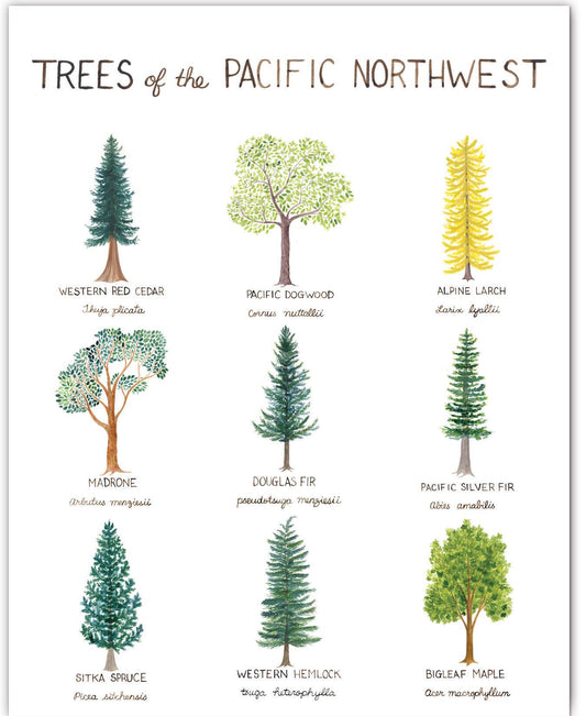 11” x 14” Pacific Northwest Trees Art Print