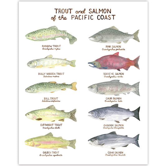 11" x 14" Pacific Northwest Trout and Salmon Art Print