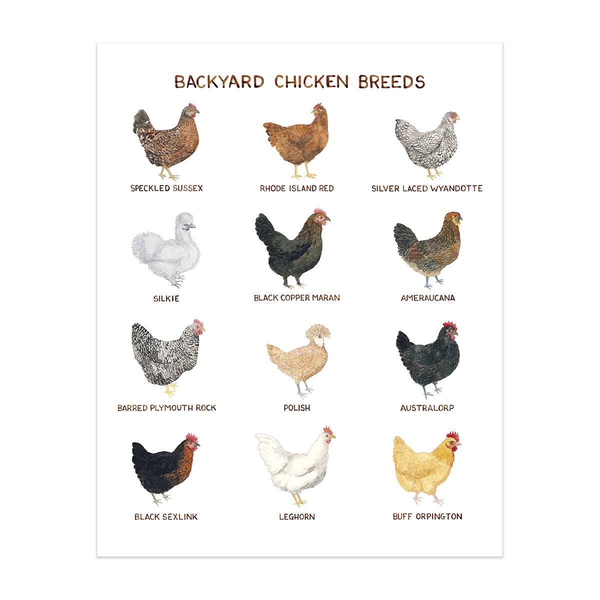 11" x 14" Backyard Chicken Breeds Art Print